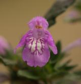 konopice širolistá <i>(Galeopsis ladanum)</i> / Květ/Květenství