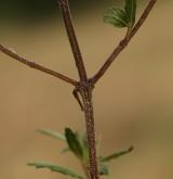 konopice širolistá <i>(Galeopsis ladanum)</i> / Stonek