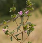 konopice širolistá <i>(Galeopsis ladanum)</i> / Habitus