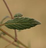 konopice širolistá <i>(Galeopsis ladanum)</i> / List