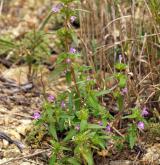 konopice širolistá <i>(Galeopsis ladanum)</i> / Habitus