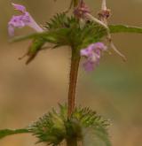 konopice širolistá <i>(Galeopsis ladanum)</i> / Stonek