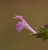 konopice širolistá <i>(Galeopsis ladanum)</i> / Květ/Květenství