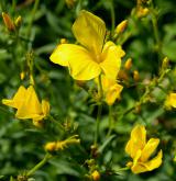 len žlutý <i>(Linum flavum)</i>