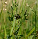 tolice měňavá <i>(Medicago ×varia)</i>