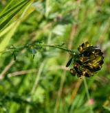 tolice měňavá <i>(Medicago ×varia)</i> / Květ/Květenství