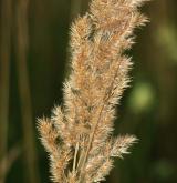 třtina křovištní <i>(Calamagrostis epigejos)</i> / Květ/Květenství