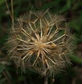 kozí brada východní <i>(Tragopogon orientalis)</i> / Plod