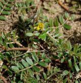 kotvičník zemní <i>(Tribulus terrestris)</i>