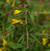 černýš český <i>(Melampyrum bohemicum)</i> / Habitus