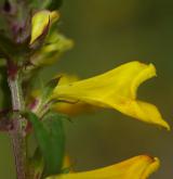 černýš český <i>(Melampyrum bohemicum)</i> / Květ/Květenství