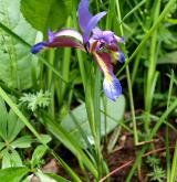 kosatec trávovitý <i>(Iris graminea)</i>