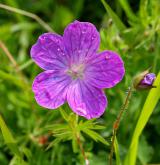 kakost krvavý <i>(Geranium sanguineum)</i>