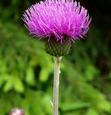 pcháč různolistý  <i>(Cirsium heterophyllum)</i>