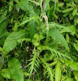 pcháč různolistý  <i>(Cirsium heterophyllum)</i> / List