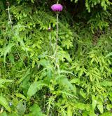 pcháč různolistý  <i>(Cirsium heterophyllum)</i>