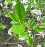 višeň křovitá <i>(Prunus fruticosa)</i> / List