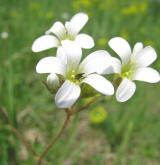 lomikámen zrnatý <i>(Saxifraga granulata)</i> / Květ/Květenství