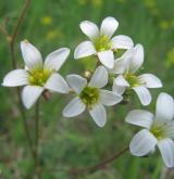 lomikámen zrnatý <i>(Saxifraga granulata)</i>