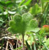 lomikámen zrnatý <i>(Saxifraga granulata)</i> / List