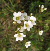 lomikámen zrnatý <i>(Saxifraga granulata)</i> / Květ/Květenství