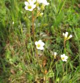 lomikámen zrnatý <i>(Saxifraga granulata)</i> / Habitus