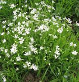 ptačinec velkokvětý <i>(Stellaria holostea)</i> / Habitus