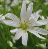 ptačinec velkokvětý <i>(Stellaria holostea)</i> / Květ/Květenství