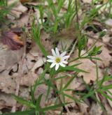 ptačinec velkokvětý <i>(Stellaria holostea)</i> / Habitus