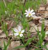 ptačinec velkokvětý <i>(Stellaria holostea)</i> / Habitus