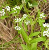 kozlíček polníček <i>(Valerianella locusta)</i> / Habitus