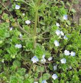 rozrazil perský <i>(Veronica persica)</i> / Habitus