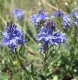 rozrazil rozprostřený <i>(Veronica prostrata)</i> / Květ/Květenství