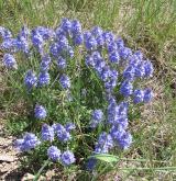 rozrazil rozprostřený <i>(Veronica prostrata)</i> / Habitus