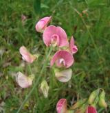 hrachor širolistý <i>(Lathyrus latifolius)</i> / Květ/Květenství