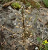 tařice horská <i>(Alyssum montanum)</i> / Plod