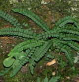 sleziník červený <i>(Asplenium trichomanes)</i> / Habitus