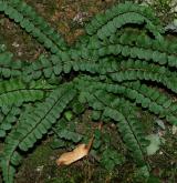 sleziník červený <i>(Asplenium trichomanes)</i> / Habitus