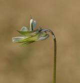 violka rolní <i>(Viola arvensis)</i> / Květ/Květenství