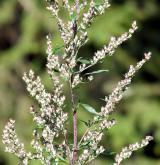 pelyněk černobýl <i>(Artemisia vulgaris)</i> / Květ/Květenství