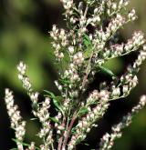 pelyněk černobýl <i>(Artemisia vulgaris)</i> / Květ/Květenství