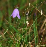 zvonek český <i>(Campanula bohemica)</i> / Habitus