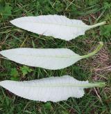 pcháč různolistý  <i>(Cirsium heterophyllum)</i>