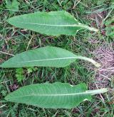 pcháč různolistý  <i>(Cirsium heterophyllum)</i>