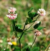 jetel zvrhlý <i>(Trifolium hybridum)</i> / Habitus