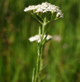 řebříček chlumní <i>(Achillea collina)</i> / Květ/Květenství