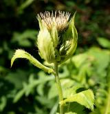 pcháč zelinný  <i>(Cirsium oleraceum)</i>