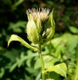 pcháč zelinný  <i>(Cirsium oleraceum)</i> / Květ/Květenství