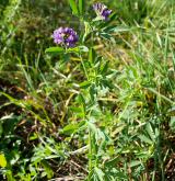 tolice setá <i>(Medicago sativa)</i> / Habitus