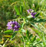 tolice setá <i>(Medicago sativa)</i> / Květ/Květenství